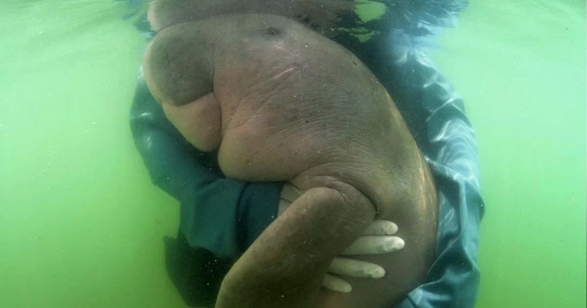 เศษถุงพลาสติกปนในหญ้าทะเล สาเหตุสำคัญทำมาเรียมจากไป