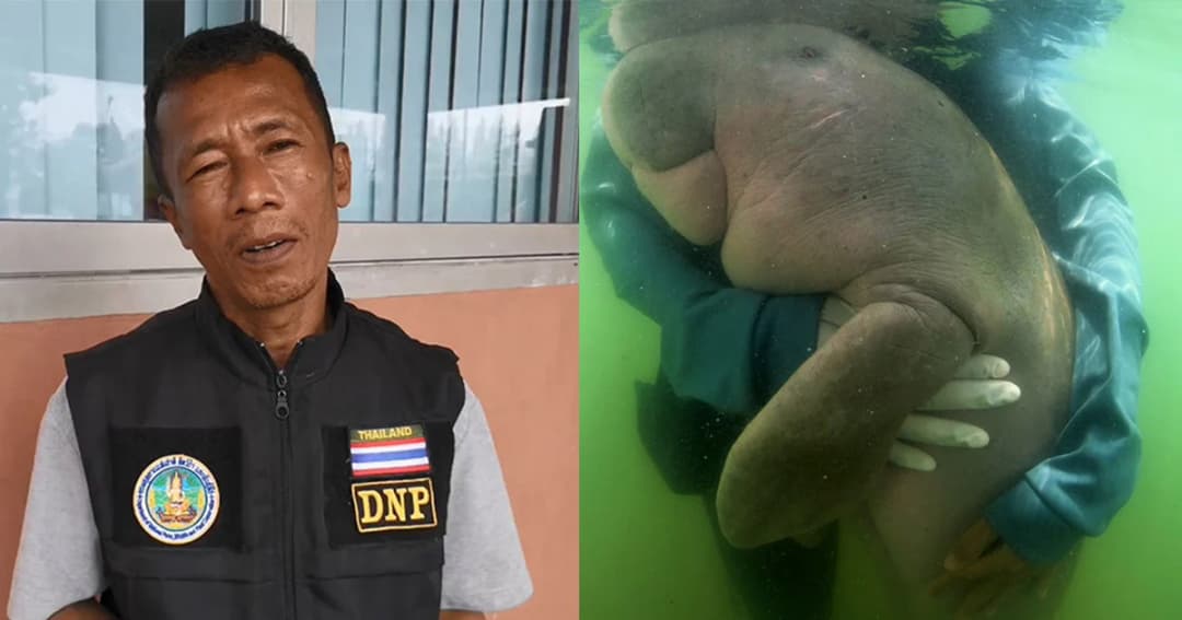 เปิดใจ จนท.หมู่เกาะลิบง ดูแลเก็บหญ้าให้น้องมาเรียม