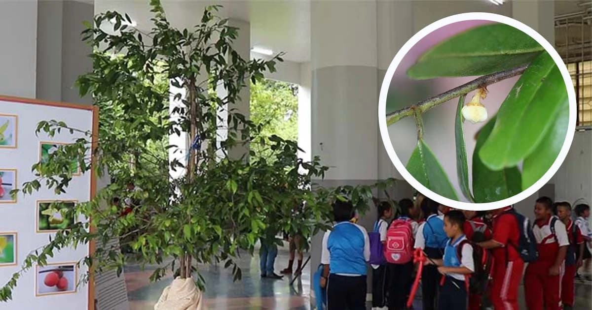 มช.เผยค้นพบพืชชนิดใหม่ของโลก ได้รับพระราชทานนาม “พรหมจุฬาภรณ์”