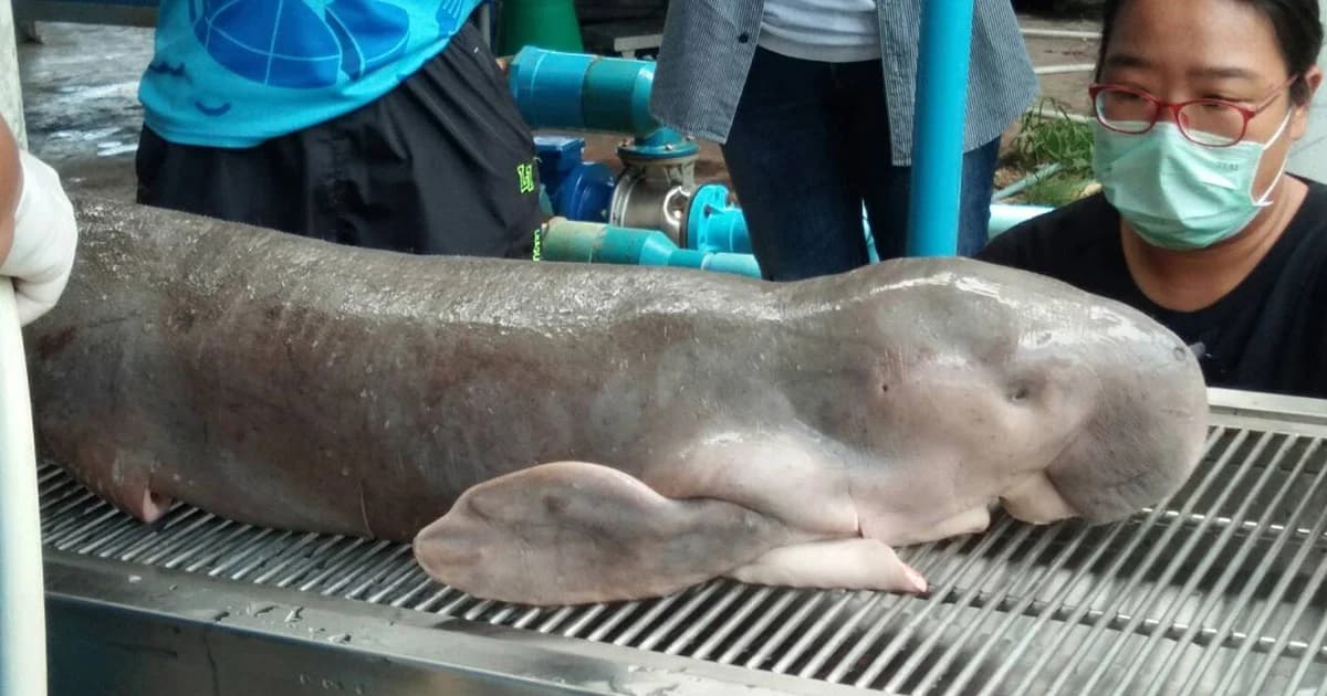 เครือข่ายประมงอันดามันกำหนด 7 แผนงานอนุรักษ์พะยูนทะเลอันดามัน