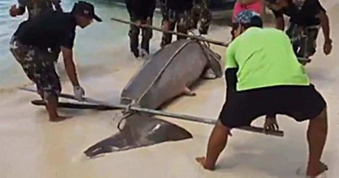 ทช. ชี้ สัตว์ทะเลหายาก 4 ชนิด เสี่ยงสูญพันธุ์สูง ด้านผลผ่าซากพะยูน พบถูกเงี่ยงกระเบน