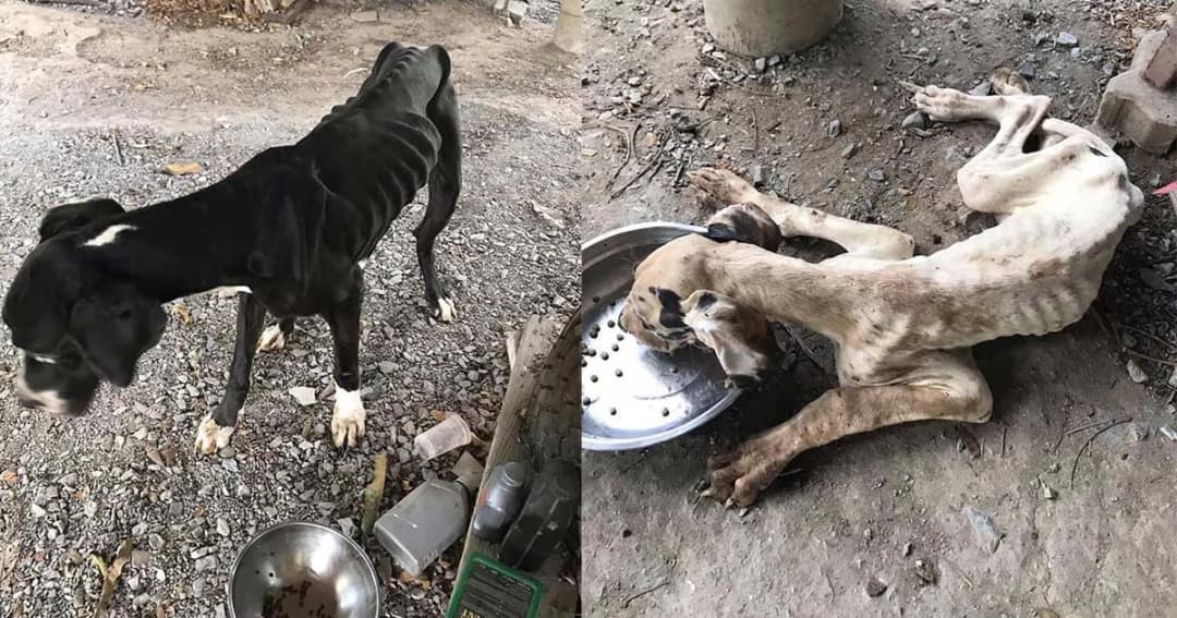 สุดสลด สถานเพาะพันธุ์หมา ประสบวิกฤตเศรษฐกิจ ปล่อยให้เกรตเดนหิวโซจนตาย