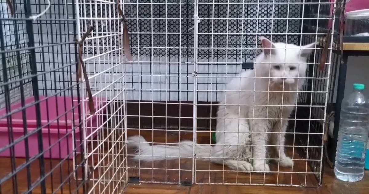 บุกคาเฟ่แมวกลางเมืองเชียงใหม่ ปล่อยแมว 20 ตัวผอมโซ