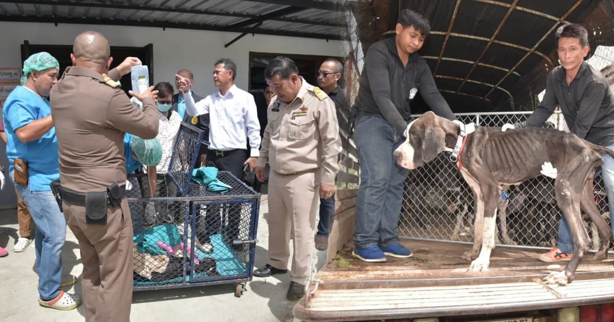 “ในหลวง” ทรงรับสุนัขเกรตเดน 13 ตัว ไว้ในพระบรมราชานุเคราะห์ ไปรักษา ม.เกษตรฯ