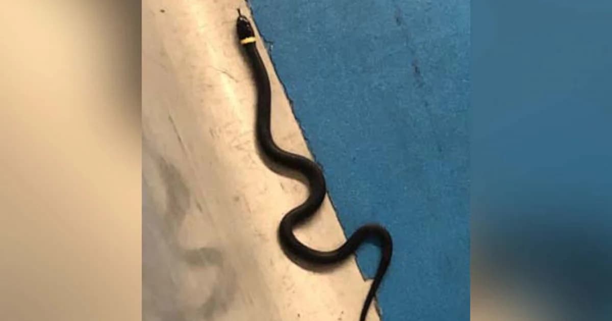 วุ่นทั้งสนามบิน หลังผู้โดยสารลืมงู ไว้ตรงจุดตรวจสัมภาระ