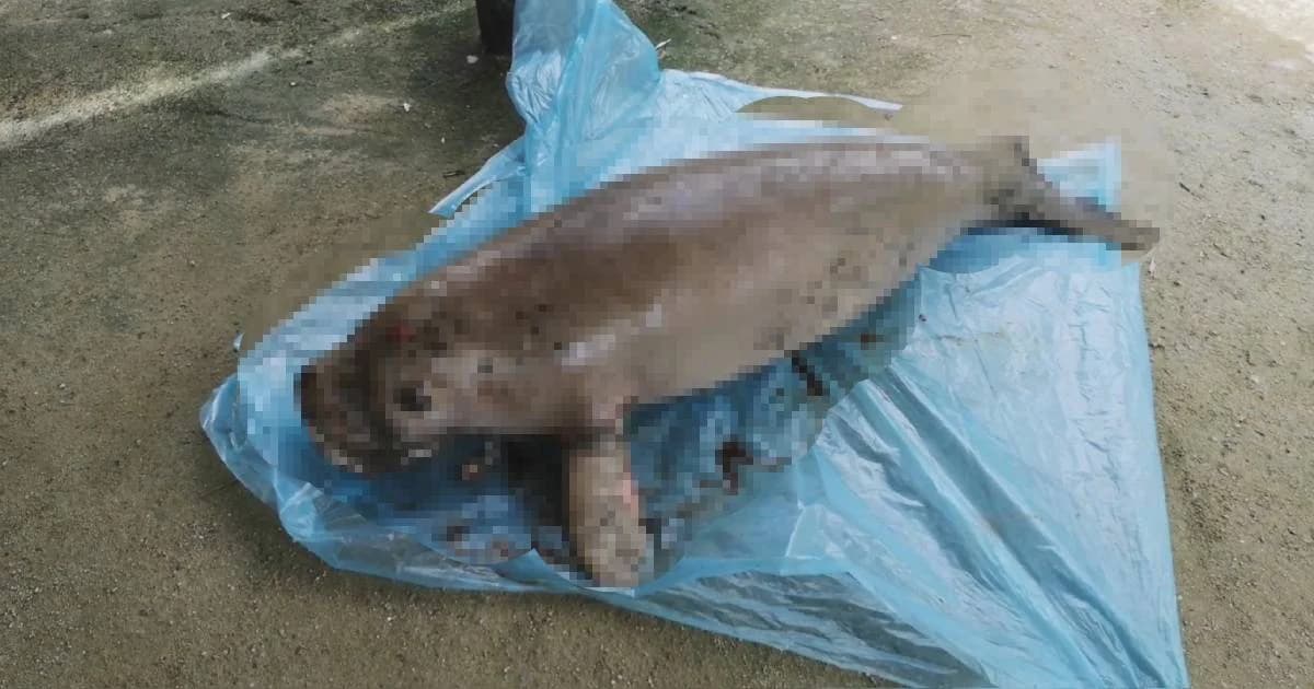 สลด! พบ “พะยูนเพศเมีย” อายุ 1 ปี ลอยตายกลางทะเลตรัง