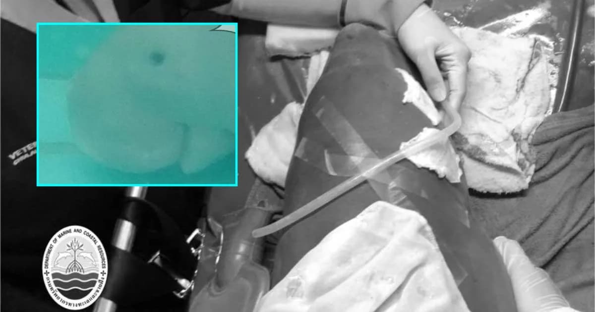 ลูกพะยูน “ยามีล” จากไปอีกตัว แพทย์ผ่าตัดช่วยแต่สุดยื้อ