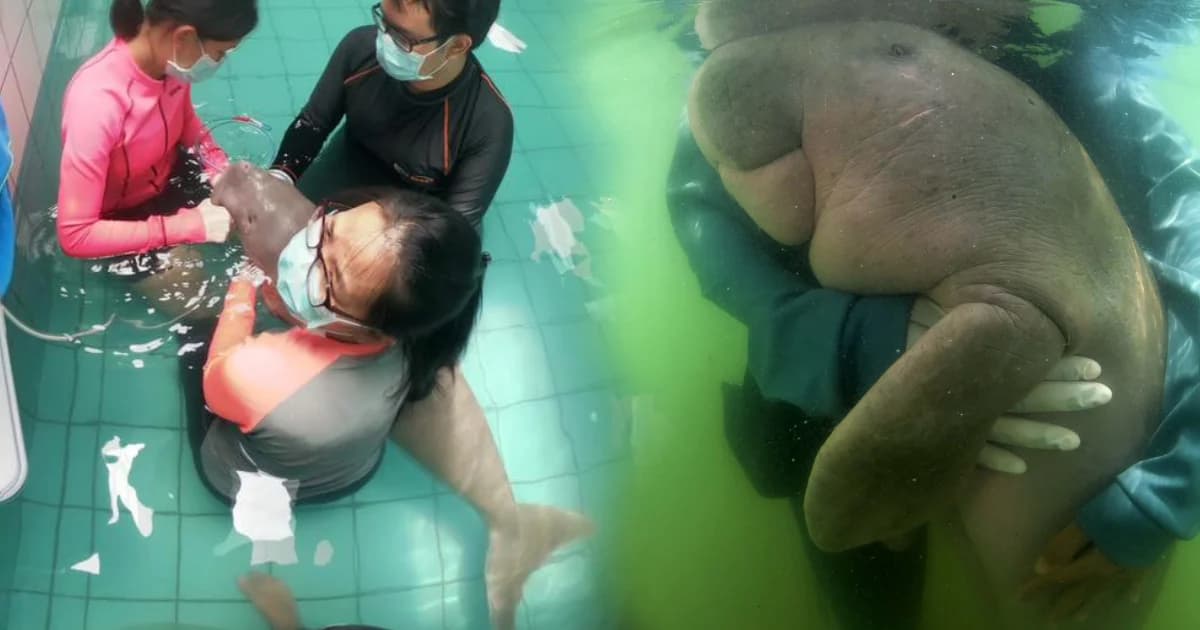 ทช. ขอโทษคนไทย ไม่สามารถอนุบาลลูกพะยูน “มาเรียม-ยามีล” เอาไว้ได้