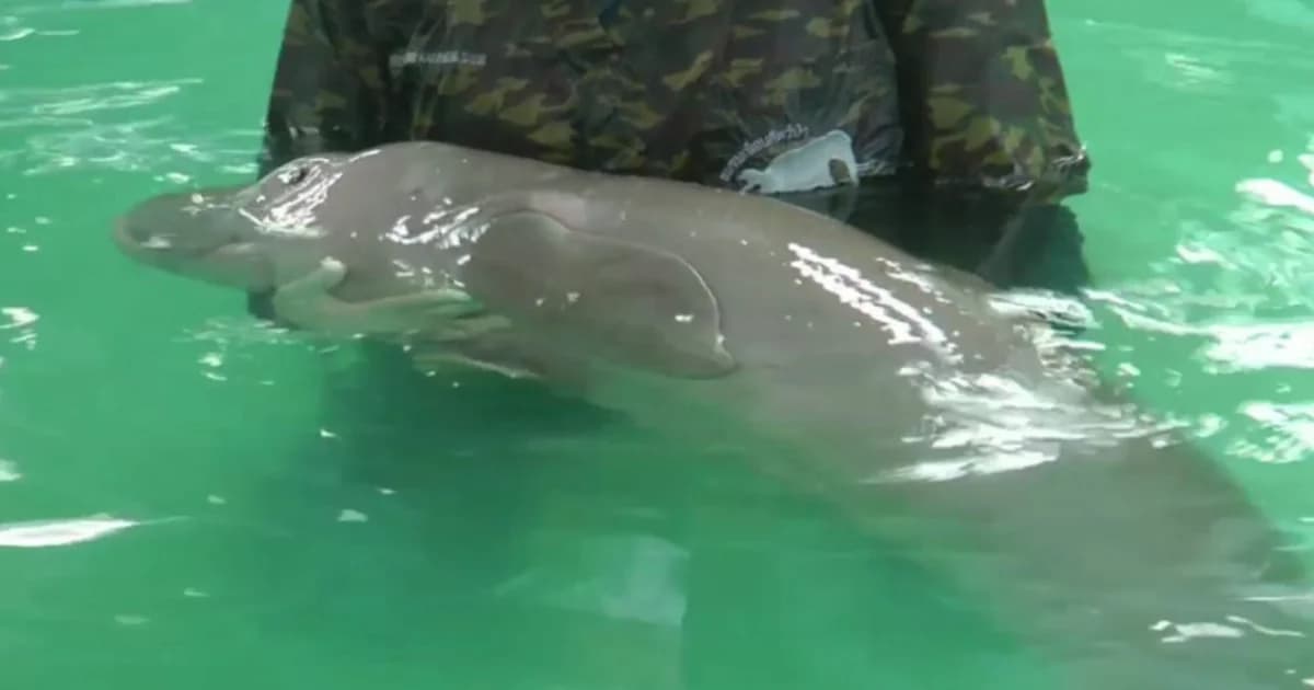 ย้อนชีวิต 53 วันในบ่ออนุบาล ชื่อพระราชทานพะยูน “ยามีล” “ชายรูปงามแห่งท้องทะเล”