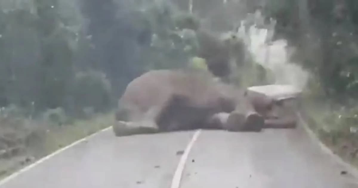 “เจ้างาทอง” ช้างป่าเขาใหญ่ขี้เซา หลับสนิทขวางทั้งถนน นอนสบายใจ ไม่สนใจใคร