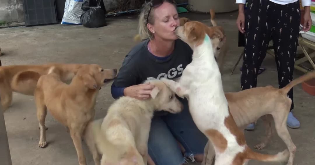 ตูบถูกขังลืม 29 ตัวในบ้านเช่าสุขภาพดีขึ้นเตรียมไปอยู่บ้านใหม่ที่สหรัฐฯ 5 ตัว