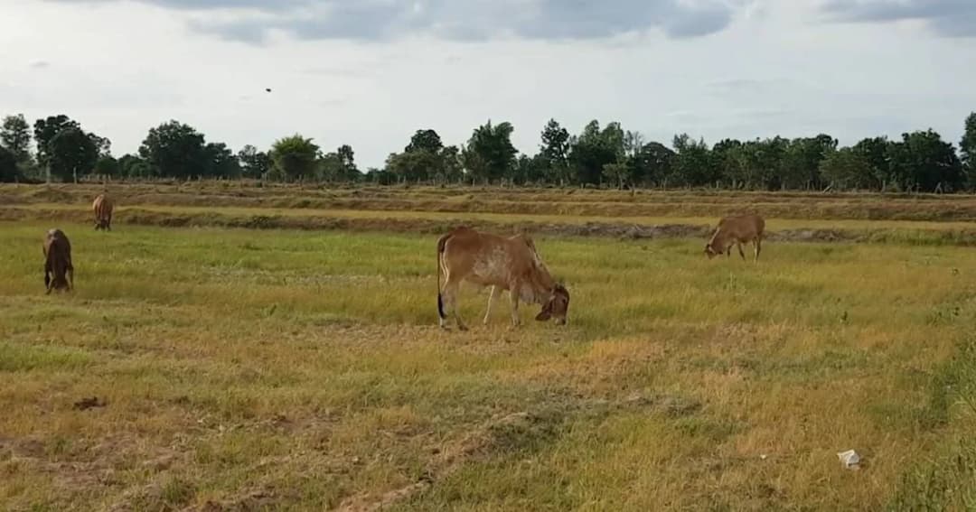 ไร้น้ำเลี้ยงต้นข้าว ชาวนาโคราชปล่อยวัวลงกินแทนหญ้า