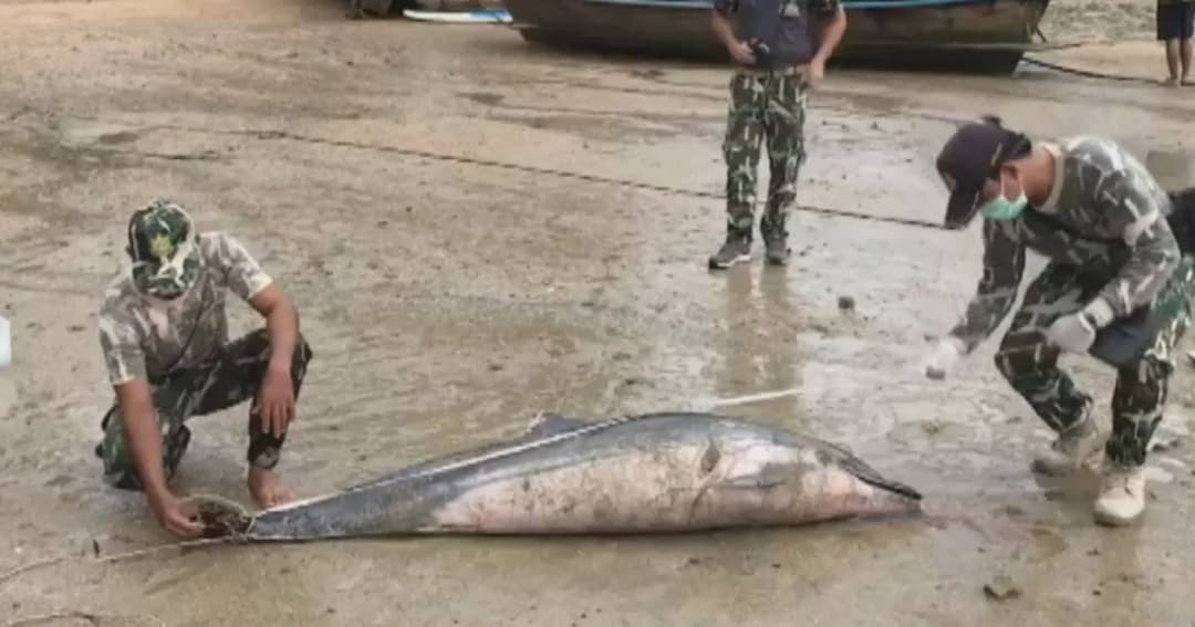 พบซาก “โลมาลายแถบ” ลอยตายกลางทะเลกระบี่ จนท.เร่งหาสาเหตุ