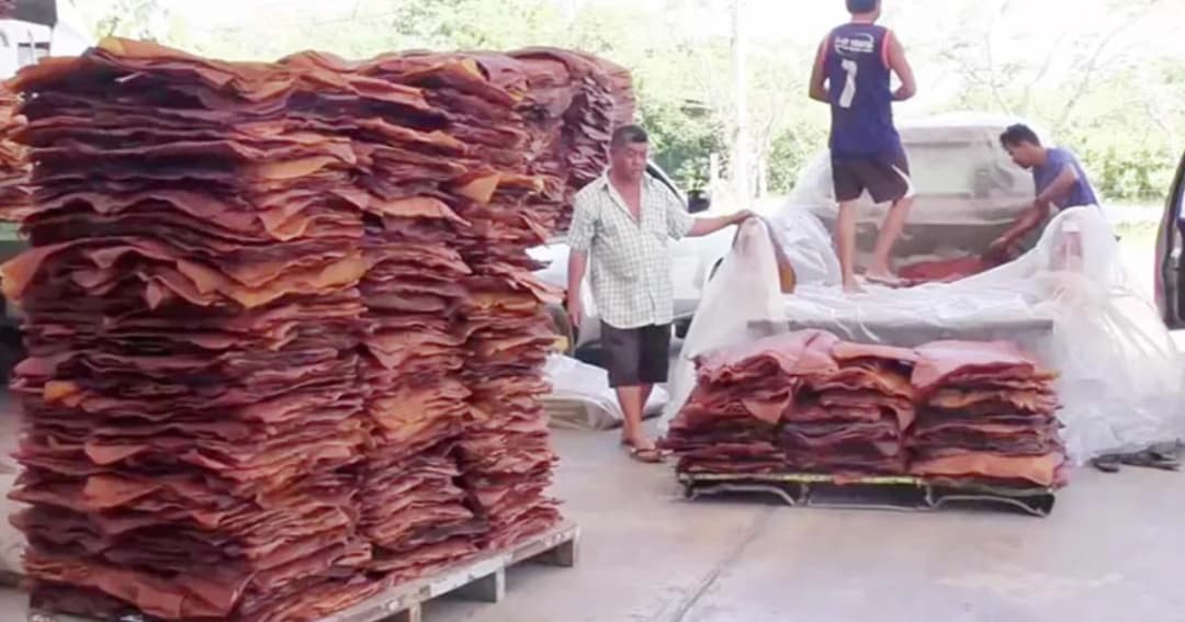 เกษตรฯ เทงบ 3 หมื่นล้าน ลุยประกันราคายาง 60 บาท/กก. เกษตกรรับเงินชดเชย 1 ต.ค.นี้