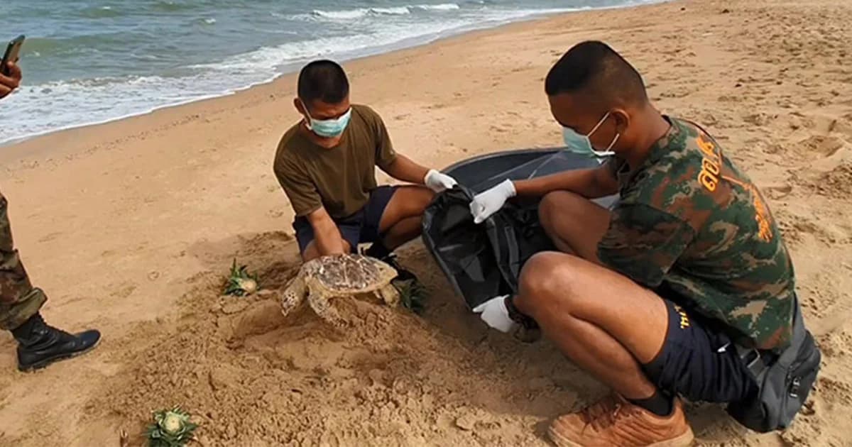พบซากลูกเต่าทะเล กินถุงพลาสติก ตายเกยหาดนาจอมเทียน
