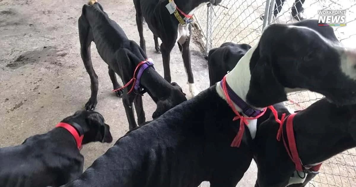 เปิดชื่อ 13 สุนัขพันธุ์เกรทเดน ในพระบรมราชานุเคราะห์