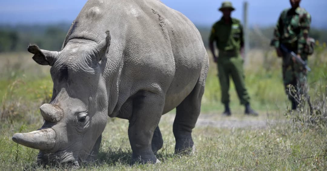 นักวิทยาศาสตร์ประสบความสำเร็จในการผสมเทียมแรดขาวเหนือ