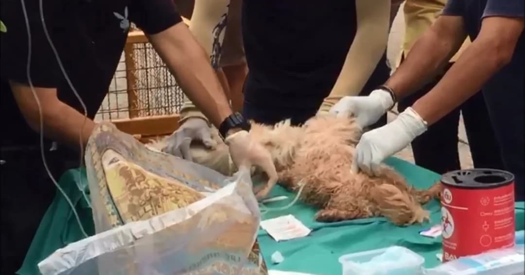 ช่วยหมาตายคากรง 9 ตัว ก่อนรู้เจ้าของประสบอุบัติเหตุจนพิการ