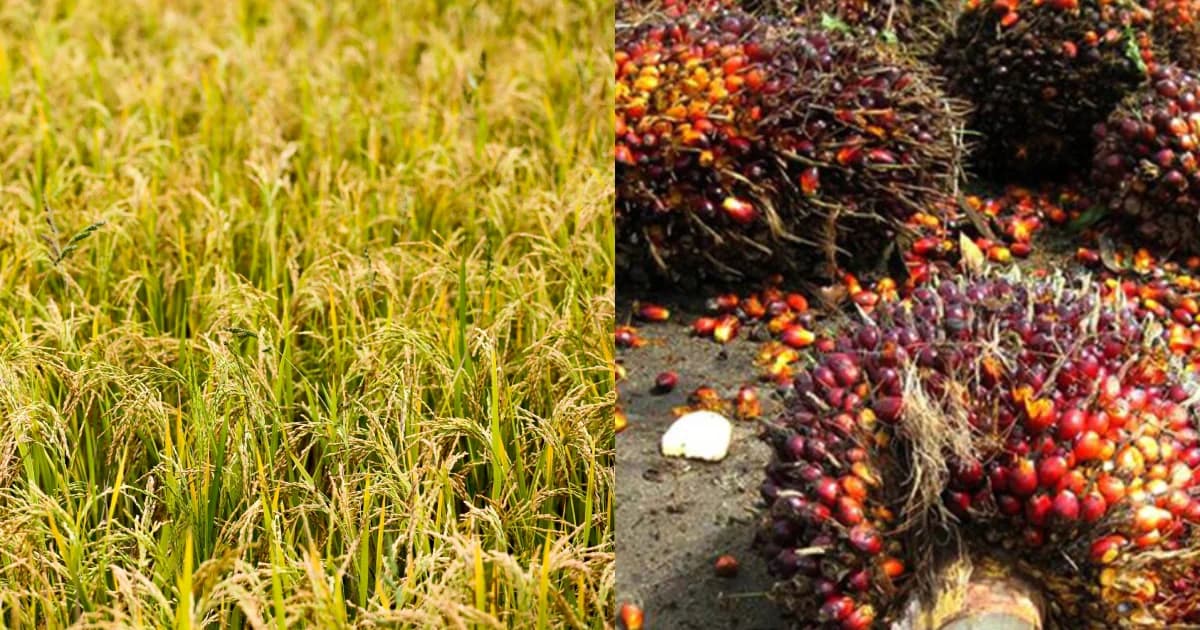 ไฟเขียว ครม.ทุ่ม 3.4 หมื่นล้าน ประกันรายได้ปาล์ม 4บาท/กก.-ข้าวสูงสุด 1.5 หมื่น/ตัน