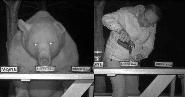 เจ้าของฟาร์มผึ้งวางน้ำผึ้งให้หมีชิม หลังถูกฝูงหมีขโมยกินน้ำผึ้ง