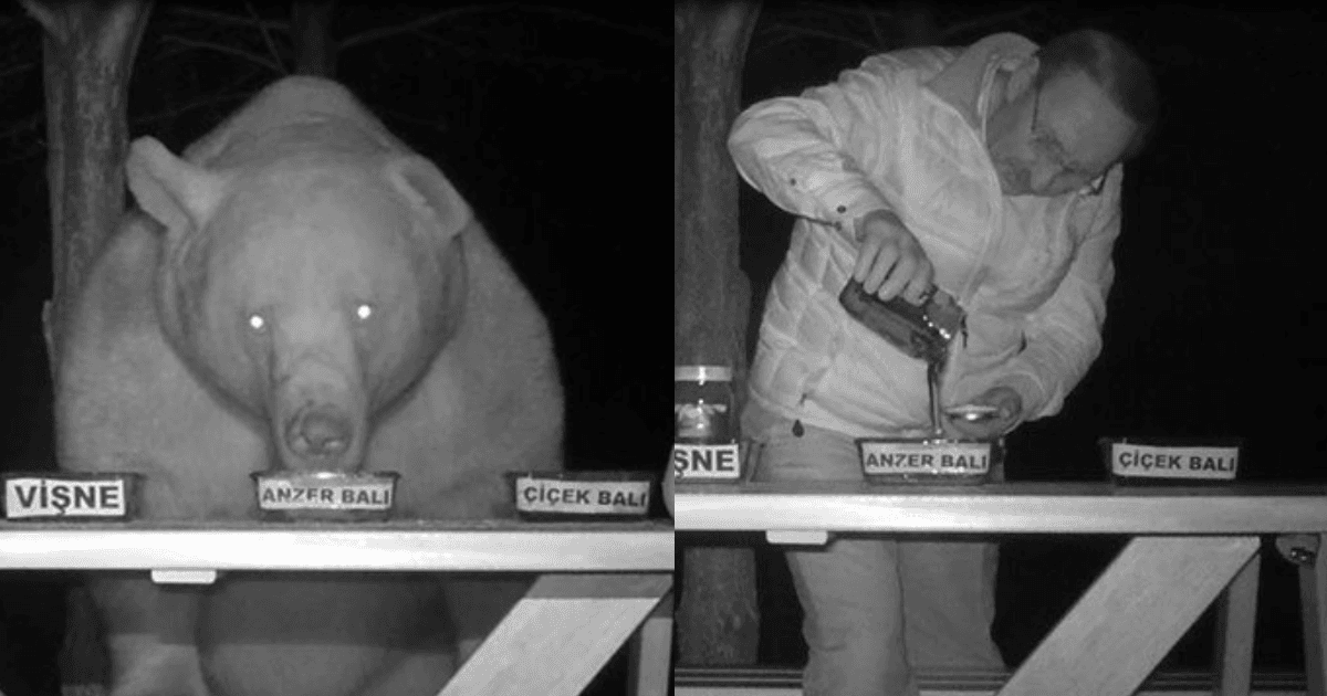 เจ้าของฟาร์มผึ้งวางน้ำผึ้งให้หมีชิม หลังถูกฝูงหมีขโมยกินน้ำผึ้ง