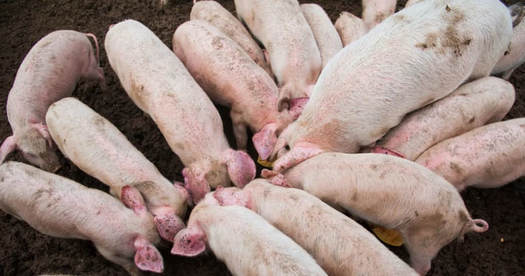 ระยองซ้อมแผนเฝ้าระวัง โรคอหิวาห์แอฟริกาในสุกร