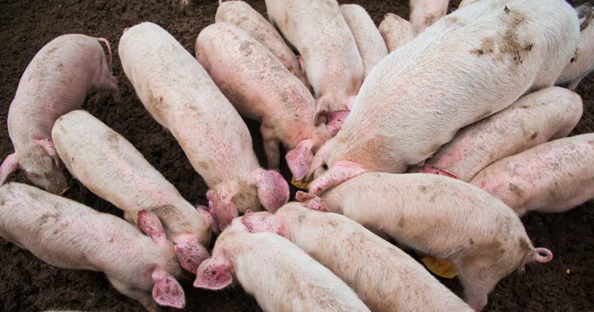 ระยองซ้อมแผนเฝ้าระวัง โรคอหิวาห์แอฟริกาในสุกร