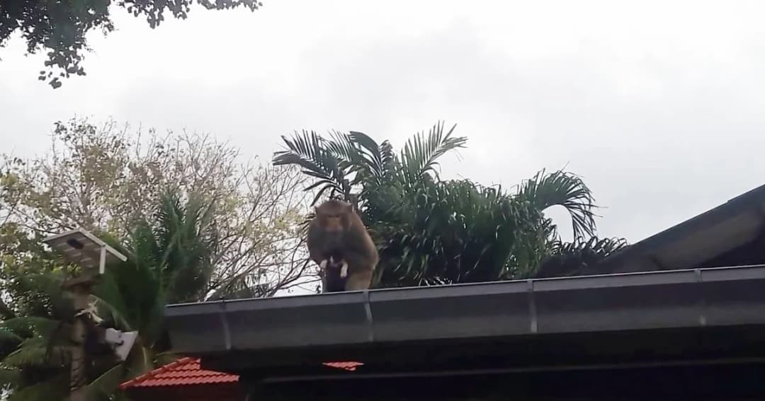 วอนเร่งช่วย! เจ้าจ๋อระยองสุดแสบจับลูกแมวเป็นตัวประกัน