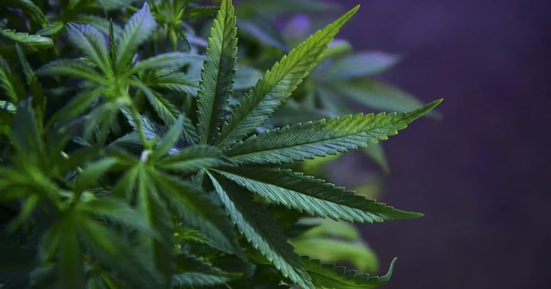 ความแตกต่าง สารสกัดจากกัญชง/กัญชา CBD และ THC