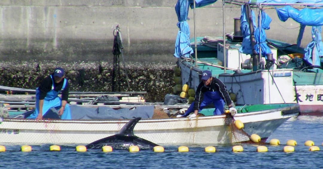 กองเรือประมงญี่ปุ่น ออกล่าโลมาทาอิจิ