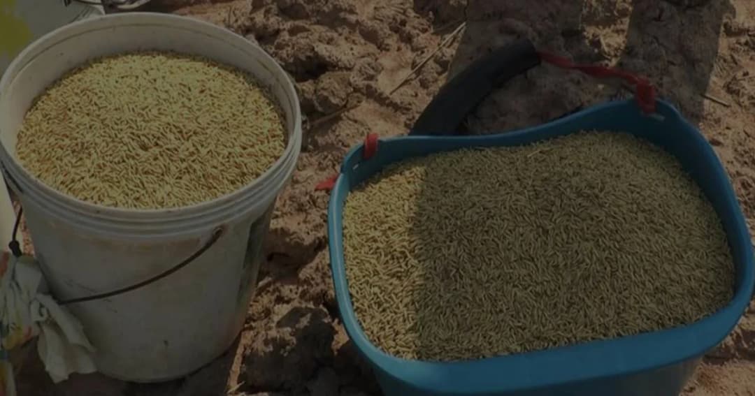 ย้อนคดีทุจริตระบายข้าวจีทูจี ศาลนัดฟังคำพิพากษาอุทธรณ์ 6 ก.ย.