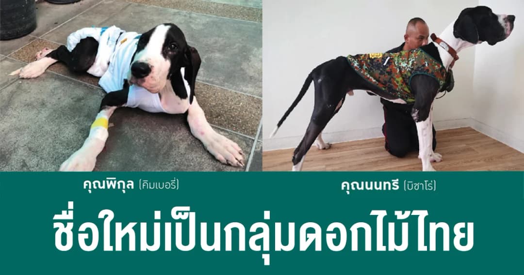 ในหลวง พระราชทานชื่อใหม่สุนัขเกรทเดนทั้ง 13 ตัว ในพระบรมราชานุเคราะห์