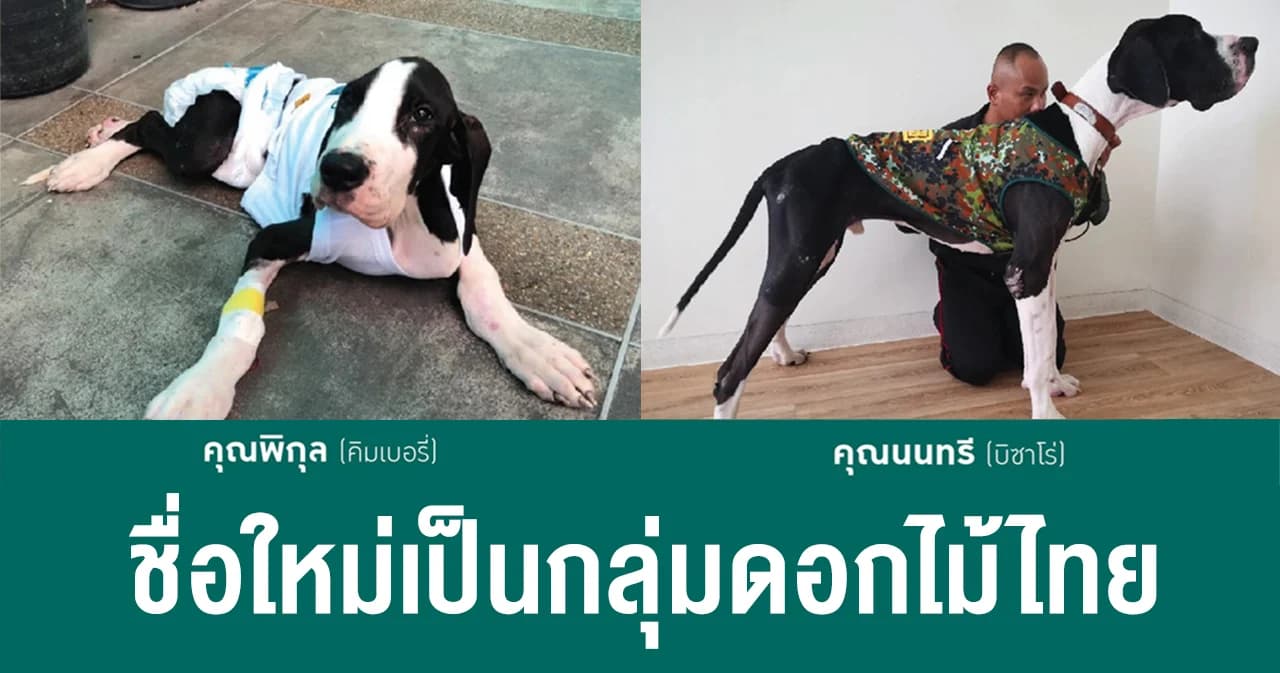 ในหลวง พระราชทานชื่อใหม่สุนัขเกรทเดนทั้ง 13 ตัว ในพระบรมราชานุเคราะห์