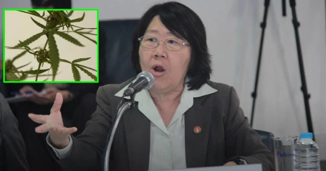 ปลูกกัญชาบ้านละ 6 ต้น ขอความชัดเจนปลูกแล้วขายใคร