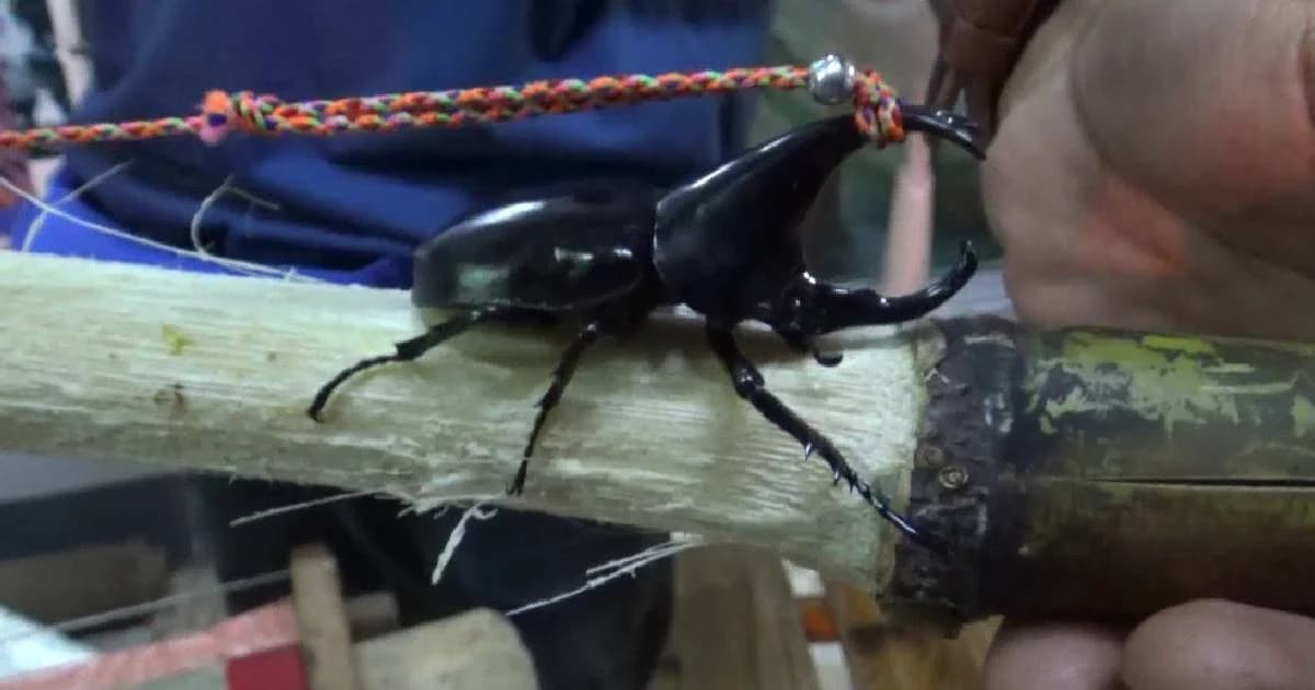 ถึงเทศกาลด้วงกว่างจับชน-จับขาย ราคาสูงสุด 2 พันบาท