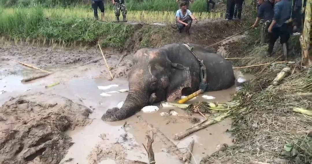 “พังนิ่มนวล” ช้างป่าติดโคลนดูดข้ามวัน ระดมช่วยปลอดภัยแล้ว