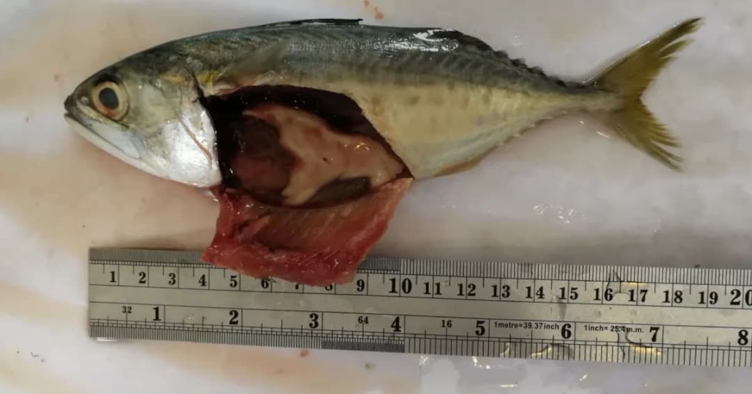 วิกฤตขยะทางทะเล! ผลวิจัยพบพลาสติกในปลาทู เฉลี่ยตัวละ 78 ชิ้น