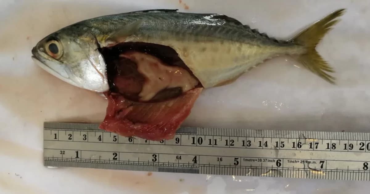 วิกฤตขยะทางทะเล! ผลวิจัยพบพลาสติกในปลาทู เฉลี่ยตัวละ 78 ชิ้น