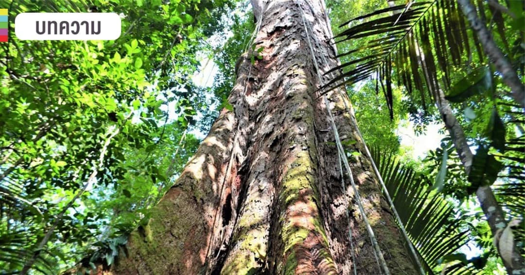 เปิดข้อเท็จจริงป่าอเมซอน แหล่งธรรมชาติสำคัญ แต่ไม่ได้ผลิตออกซิเจนร้อยละ 20 ของโลก