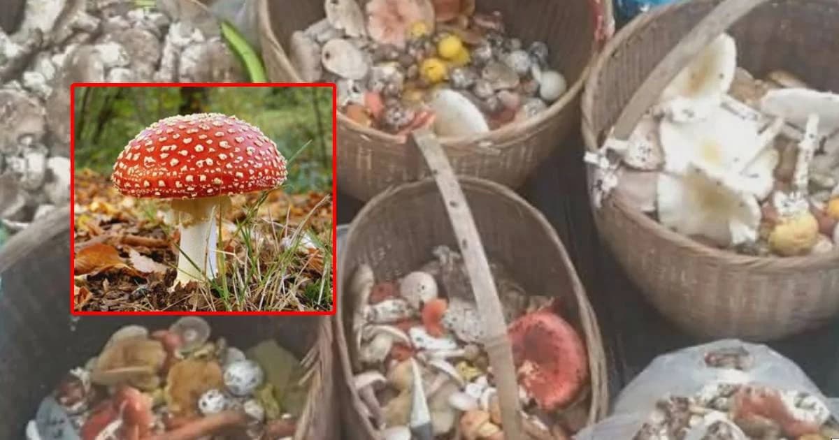 ยายไม่รู้เก็บ “เห็ดพิษ” ให้หลาน 5 คนกิน ก่อนหามส่งรพ. 4 คนรอด ดับ 1 ราย