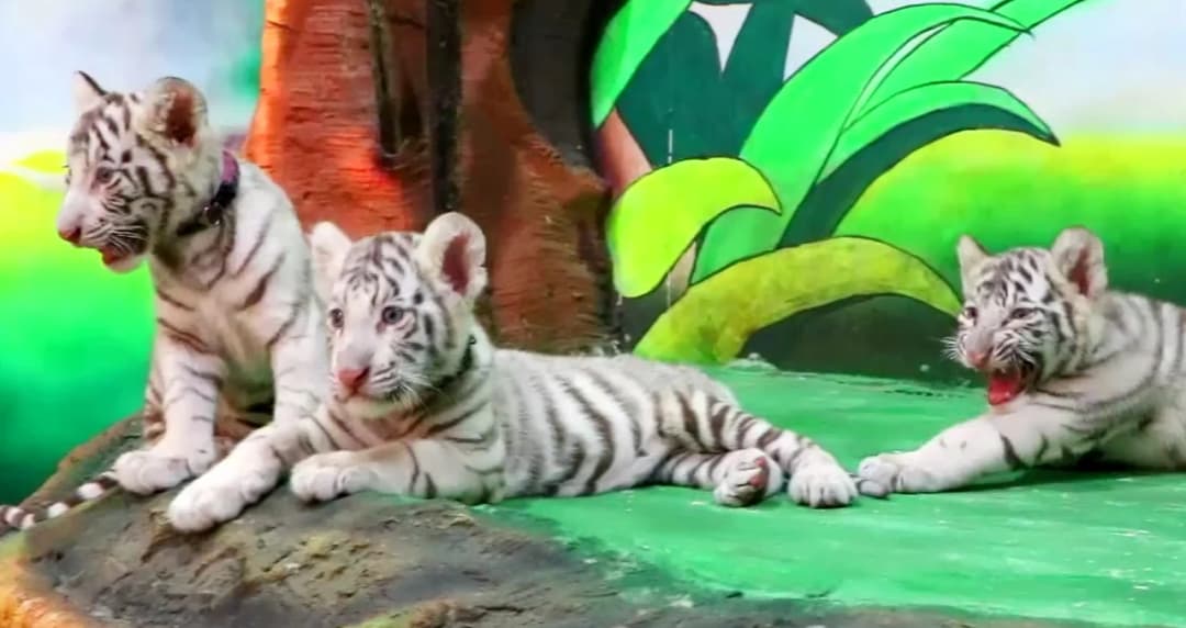 เปิดตัว 3 ลูกเสือโคร่งขาวลูกครึ่่งไทย-จีน ต้อนรับวันไหว้พระจันทร์