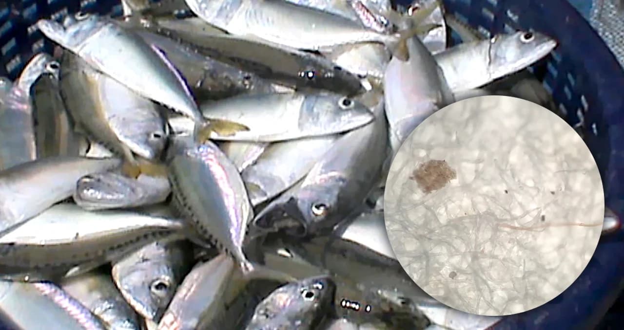 นักวิชาการสิ่งแวดล้อม ชี้ ขยะพลาสติกร้อยละ 80 มาจากขยะในชีวิตประจำวันของคนทั้งประเทศ