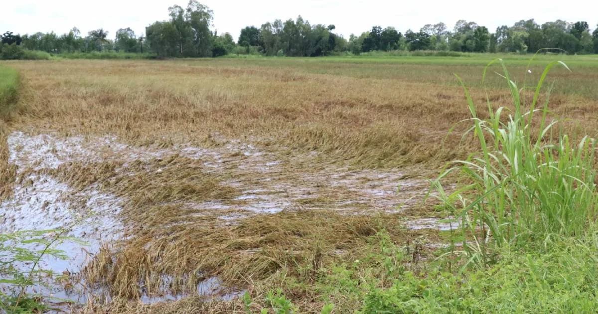 น้ำท่วมนาล่ม รัฐบาลจ่ายส่วนต่างรายได้หากขึ้นทะเบียนไว้