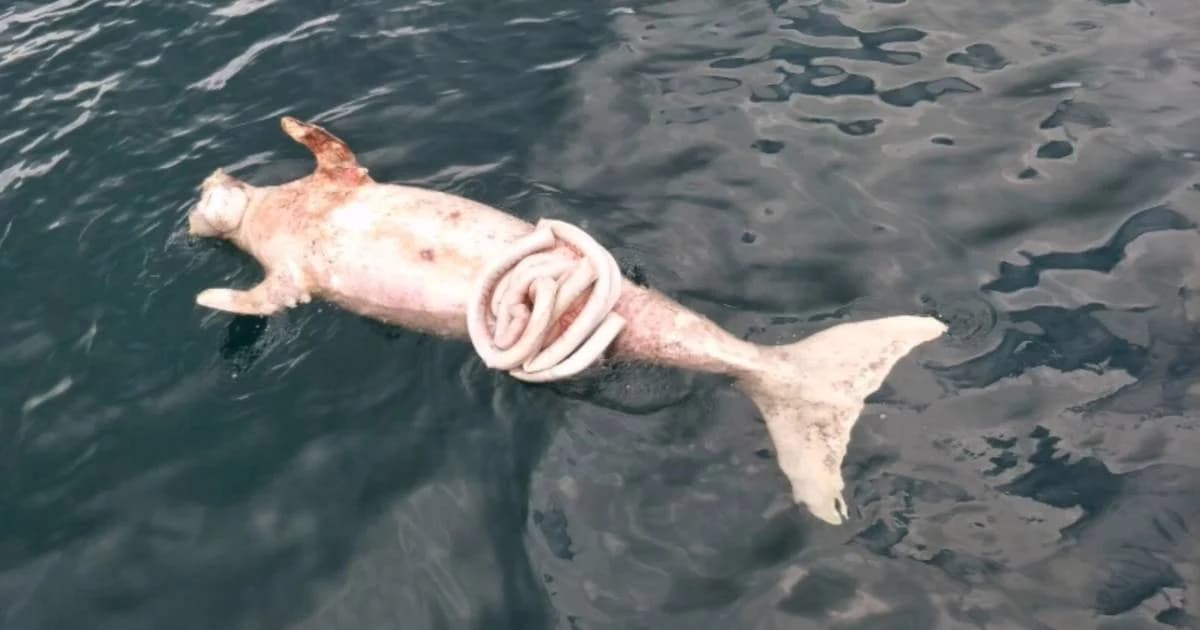 รับแจ้งพบซากพะยูนทะเลตรัง ออกค้นหา 2 รอบยังไม่เจอ