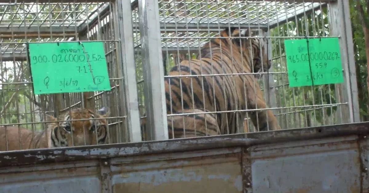 เสือโคร่งของกลางจากวัดป่าหลวงตาบัว ทยอยตาย 86 ตัว คาดติดเชื้อตั้งแต่แรก