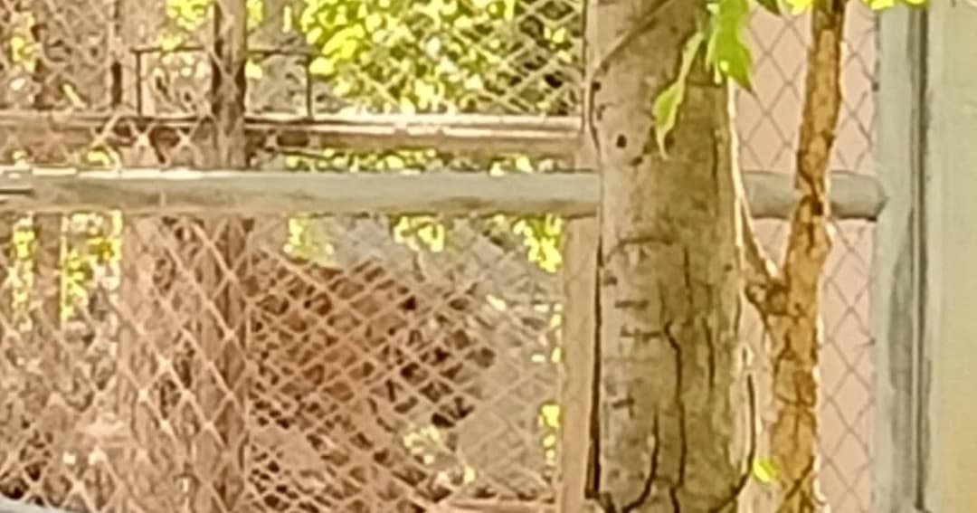 จนท.สถานที่เพาะเลี้ยงเสือโคร่งเผย แบ่งซากเสือ 86 ตัว ฝังไว้หลังเขา-ดองไว้ในห้องวิจัย