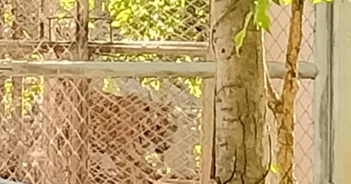 จนท.สถานที่เพาะเลี้ยงเสือโคร่งเผย แบ่งซากเสือ 86 ตัว ฝังไว้หลังเขา-ดองไว้ในห้องวิจัย