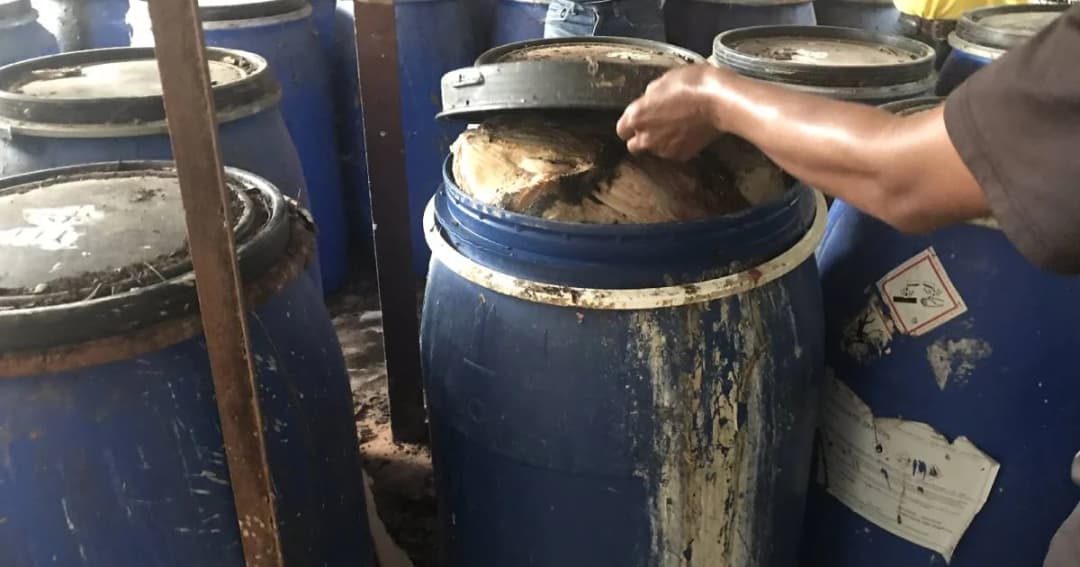 กรมอุทยานฯ เผยพบเชื้อไข้หัดสุนัขในซากเสือโคร่ง86ตัว-ยันดูแลเสือที่เหลือเอง