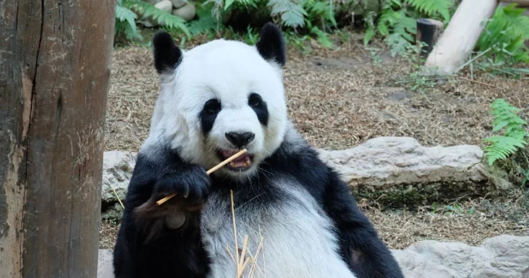 หมีแพนด้า “ช่วงช่วง” ตายแล้ว แต่ยังไม่ทราบสาเหตุ