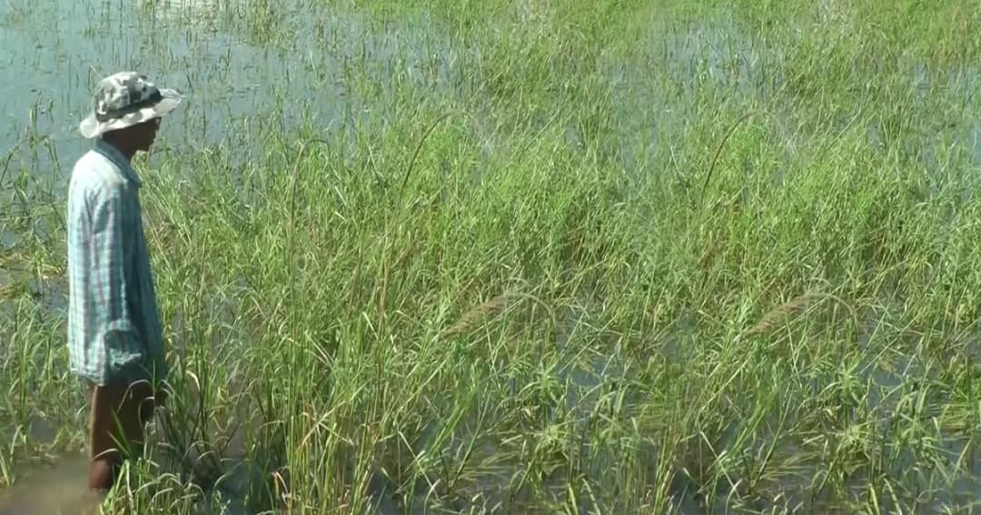 พิจิตรน้ำป่าและน้ำฝนสะสมท่วมนาข้าวจมเน่าเสียหาย